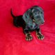 Purebred Dachshund Puppies For Sale
