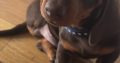 4 miniature Dachshund puppies