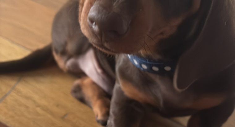 4 miniature Dachshund puppies