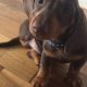 4 miniature Dachshund puppies