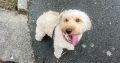 2 year old male cockapoo for sale