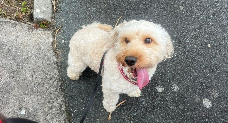 2 year old male cockapoo for sale