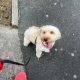2 year old male cockapoo for sale