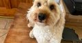 2 year old male cockapoo for sale