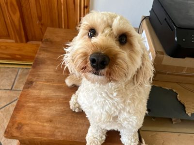 3 year old male cockapoo for sale
