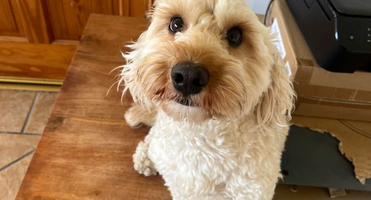 2 year old male cockapoo for sale