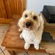 2 year old male cockapoo for sale