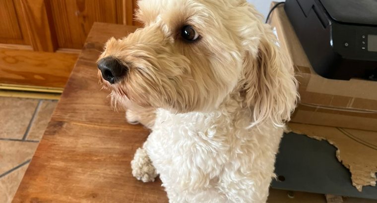 2 year old male cockapoo for sale
