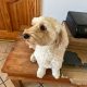 2 year old male cockapoo for sale