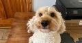 2 year old male cockapoo for sale