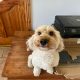 2 year old male cockapoo for sale