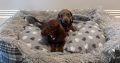 Beautiful mini Dachshunds puppies ðŸ¾ðŸ¾