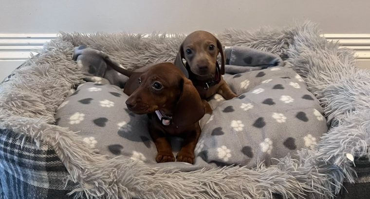 Beautiful mini Dachshunds puppies ðŸ¾ðŸ¾