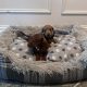 Beautiful mini Dachshunds puppies ðŸ¾ðŸ¾