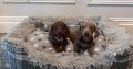 Beautiful mini Dachshunds puppies ðŸ¾ðŸ¾