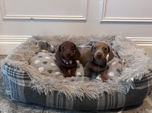 Beautiful mini Dachshunds puppies ðŸ¾ðŸ¾