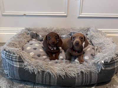 Beautiful mini Dachshunds puppies ðŸ¾ðŸ¾
