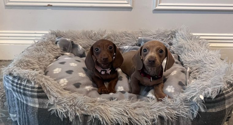 Beautiful mini Dachshunds puppies ðŸ¾ðŸ¾
