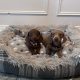 Beautiful mini Dachshunds puppies ðŸ¾ðŸ¾