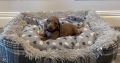 Beautiful mini Dachshunds puppies ðŸ¾ðŸ¾