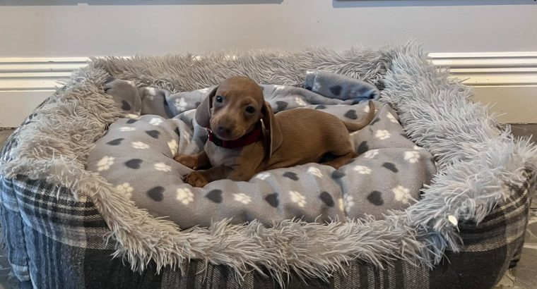 Beautiful mini Dachshunds puppies ðŸ¾ðŸ¾