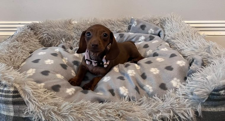 Beautiful mini Dachshunds puppies ðŸ¾ðŸ¾
