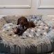 Beautiful mini Dachshunds puppies ðŸ¾ðŸ¾