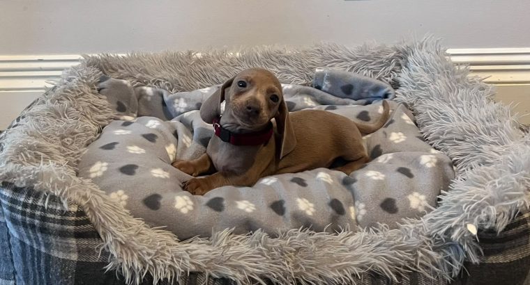 Beautiful mini Dachshunds puppies ðŸ¾ðŸ¾