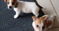 Jack Russell