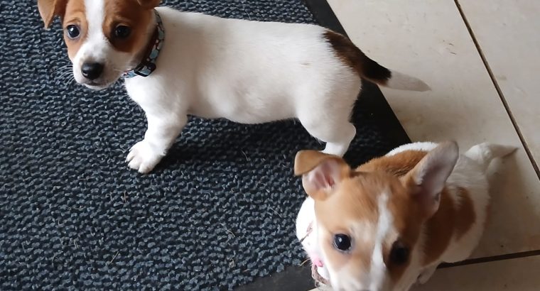 Jack Russell