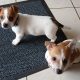 Jack Russell