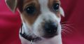 Jack Russell