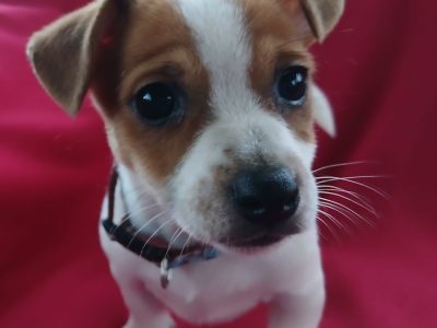 Jack Russell