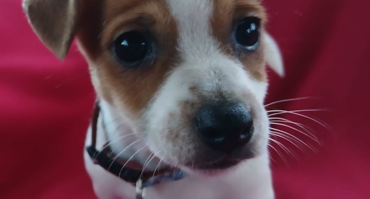 Jack Russell
