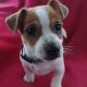 Jack Russell