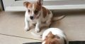 Jack Russell