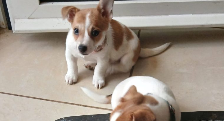 Jack Russell