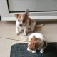 Jack Russell