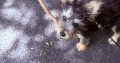 Dog for rehoming
