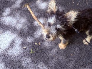 Dog for rehoming
