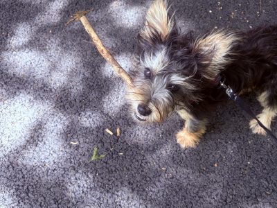 Dog for rehoming