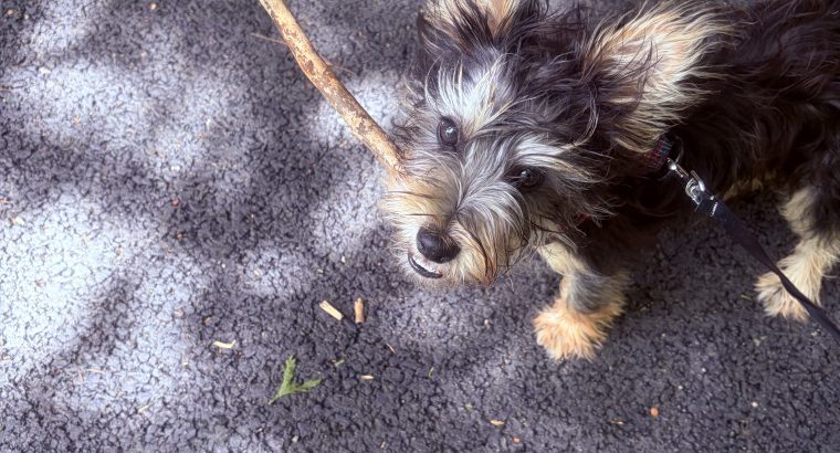 Dog for rehoming
