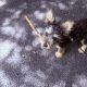 Dog for rehoming