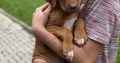 Rhodesian ridgeback puppies