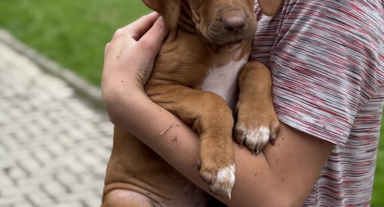 Rhodesian ridgeback puppies