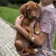 Rhodesian ridgeback puppies