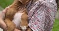 Rhodesian ridgeback puppies