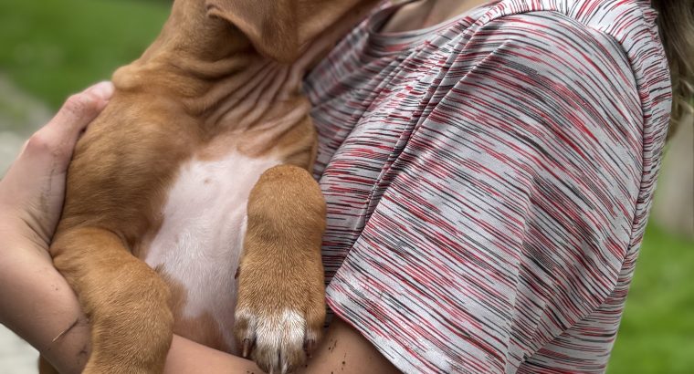 Rhodesian ridgeback puppies