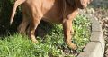 Rhodesian ridgeback puppies
