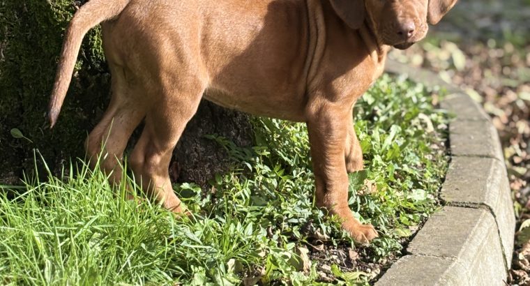 Rhodesian ridgeback puppies